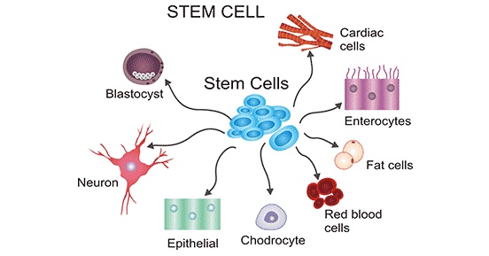 https://www.cusabio.com/receptor/Stem-Cell-Receptor.html