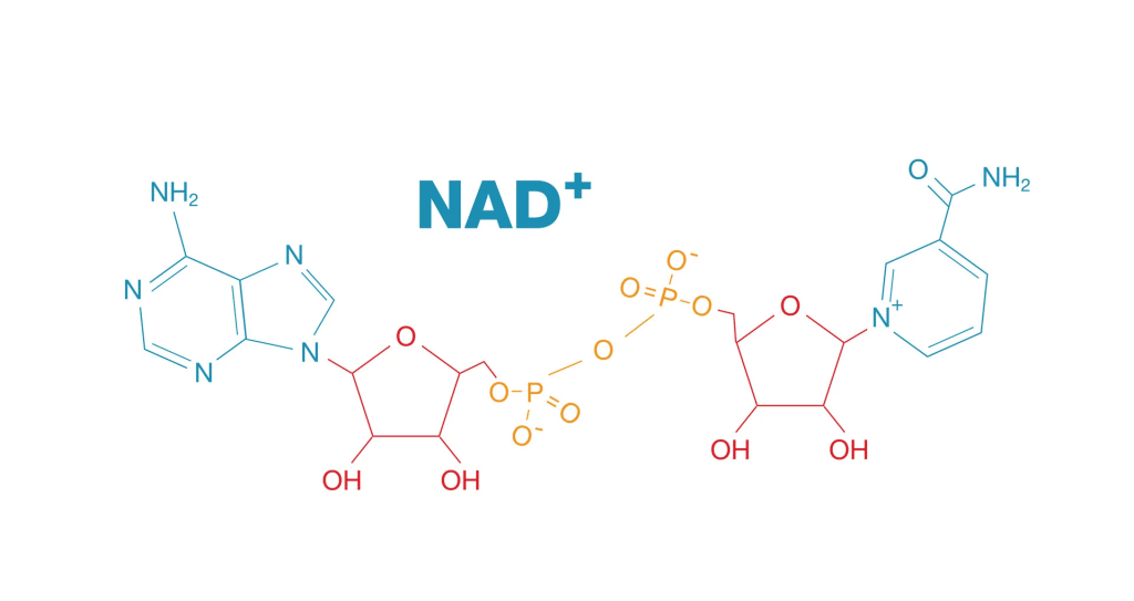 NAD+ คืออะไร?